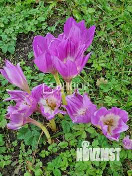 Дом 55м², 1-этажный, участок 6 сот.