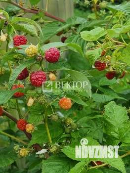 Дом 55м², 1-этажный, участок 6 сот.