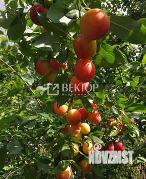 Дом 26м², 1-этажный, участок 6 сот.