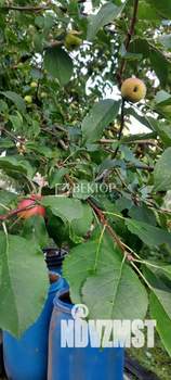 Дом 39м², 1-этажный, участок 6 сот.