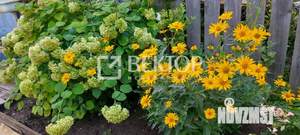 Дом 39м², 1-этажный, участок 6 сот.  