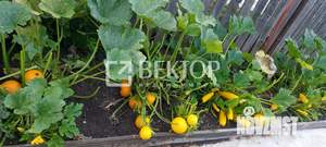 Дом 39м², 1-этажный, участок 6 сот.  