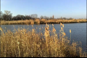 Дом 35м², 1-этажный, участок 29 сот.  