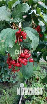 Дом 39м², 1-этажный, участок 6 сот.  