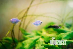 3-к квартира, посуточно, 100м2, 1/1 этаж