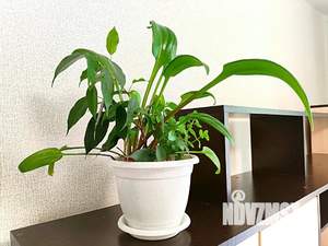 2-к квартира, посуточно, 48м2, 1/1 этаж